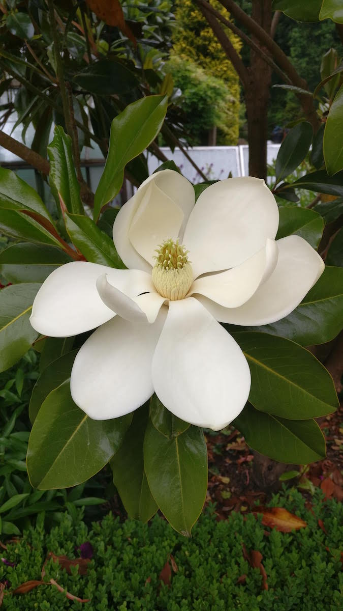 grandiflora Kay Parris